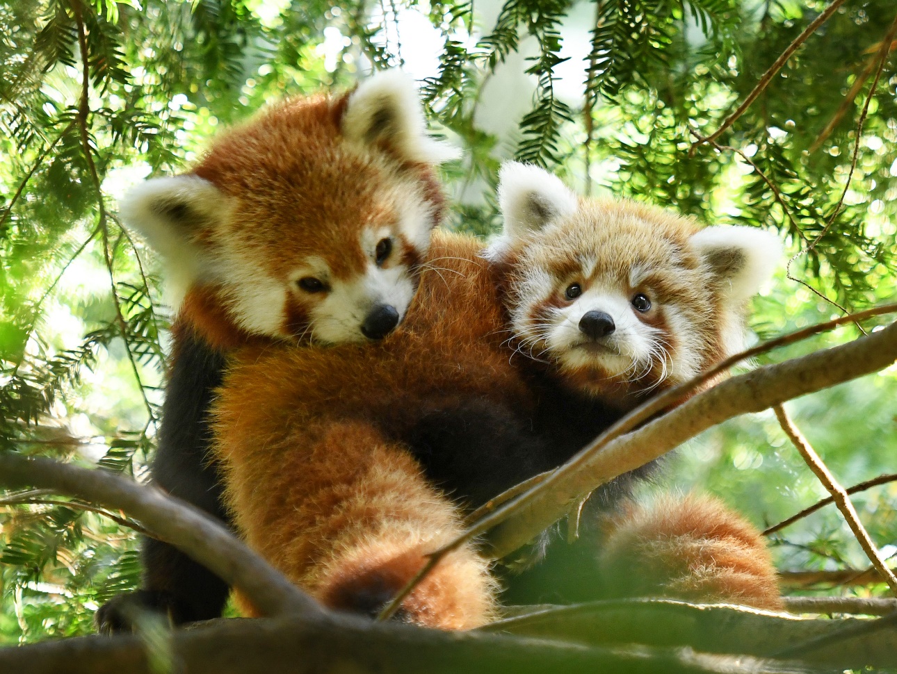 Read more about the article Międzynarodowy Dzień Pandy Czerwonej w Naszym Zoo Görlitz-Zgorzelec